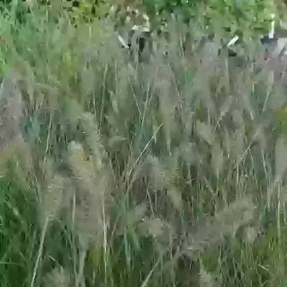 Pennisetum alopecuroides Chinese fountain grass